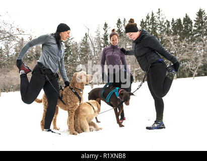 Eine Canicross Gruppe von Frau Schlittenhunde im Winter Stockfoto