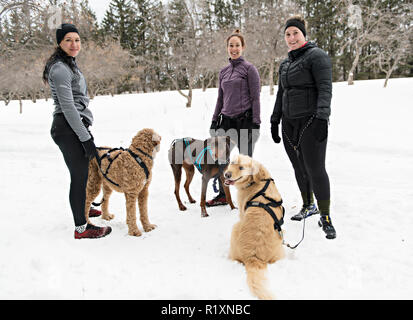 Eine Canicross Gruppe von Frau Schlittenhunde im Winter Stockfoto