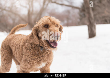 Ein goldendoodle im Schnee Saison der Winter Stockfoto