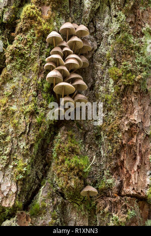Pilze wachsen auf einem Baumstamm in Idaho Selkirk Mountains. Stockfoto