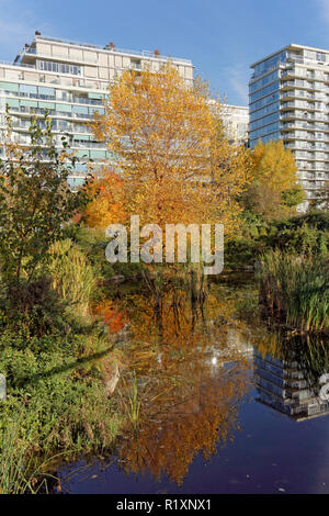 Laubbaum mit gelben Herbst Laub im Teich am Scharnier der Park in dem ehemaligen Olympischen Dorf, Vancouver, BC, Kanada wider Stockfoto
