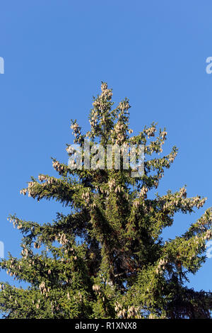 Cluster der nadelbaum Lagerkonen aus der Krone eines Spruce Tree, Vancouver, BC, Kanada hängen Stockfoto