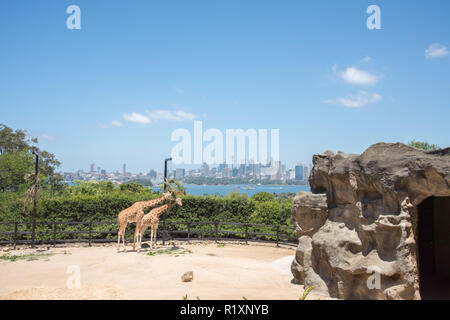 Sydney, New South Wales, ​ Australia-December 21,2016: Giraffen füttern auf hängende Pflanzmaschine am Taronga Zoo mit Blick auf die Skyline von Sydney, Australien Stockfoto