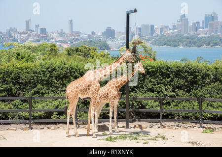 Sydney, New South Wales, ​ Australia-December 21,2016: Zwei Giraffen füttern auf hängende Pflanzmaschine am Taronga Zoo mit Stadtbild in Sydney, Australien Stockfoto