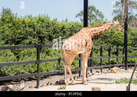 Sydney, New South Wales, Australia-December 21,2016: Giraffe mit Boundary Zaun und Pflanzen am Taronga Zoo in Sydney, Australien Stockfoto