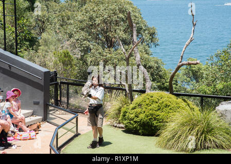 Sydney, New South Wales, Australia-December 21,2016: Touristen, Zoo Keeper und Barn owl am Taronga Zoo Vogel Show in Sydney, Australien Stockfoto