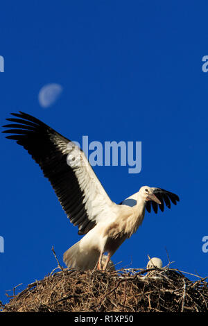 Gruppe von Weißstorch Vögel auf einem Nest über dem Biebrza River Wetlands in Polen während der Brutzeit im Frühjahr Stockfoto