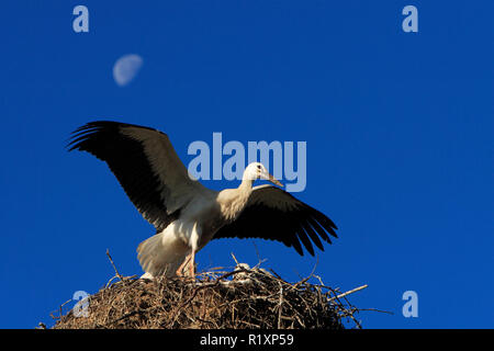 Gruppe von Weißstorch Vögel auf einem Nest über dem Biebrza River Wetlands in Polen während der Brutzeit im Frühjahr Stockfoto