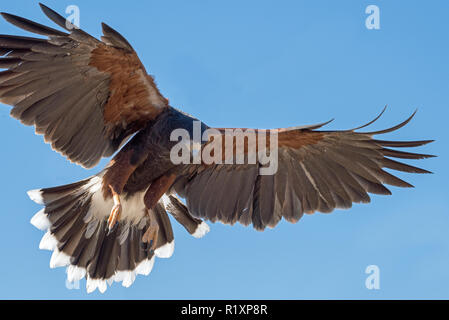 Harris Hawk im Flug isoliert auf einem blauen Hintergrund 2 Stockfoto