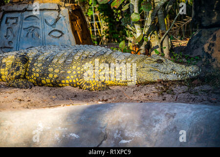 Eine große amerikanische Krokodil in Orlando, Florida Stockfoto