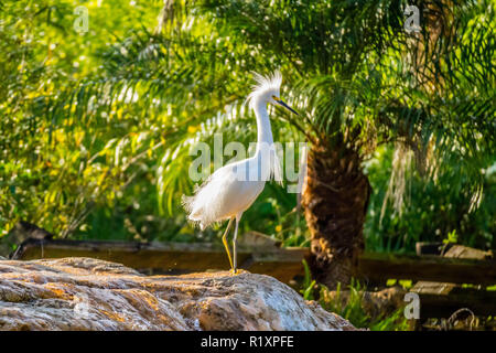 Ein Snowy White Egret in Orlando, Florida Stockfoto