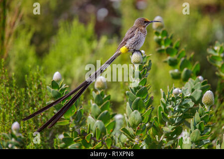 Cape Sugarbird Promerops cafer Harold Porter Botanischen Garten, Betty's Bay, Western Cape, Südafrika 3 September 2018 erwachsenen männlichen Promero Stockfoto