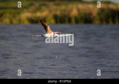 Mehr Flamingo Phoenicopterus roseus Strandfontein Feuchtgebiete, Kapstadt, Südafrika, 4. September 2018 Erwachsenen im Flug. Phoenicopteridae Stockfoto