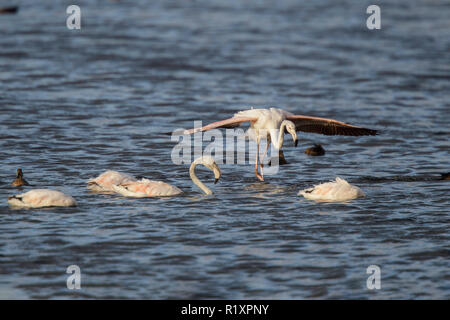 Mehr Flamingo Phoenicopterus roseus Strandfontein Feuchtgebiete, Kapstadt, Südafrika, 4. September 2018 Nach der Landung im Wasser. Phoenic Stockfoto