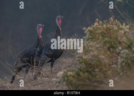 Ein paar wilde Truthähne (Meleagris gallopavo) durch Wildcat canyon Regional Park in der Bucht von Kalifornien bummeln. Stockfoto