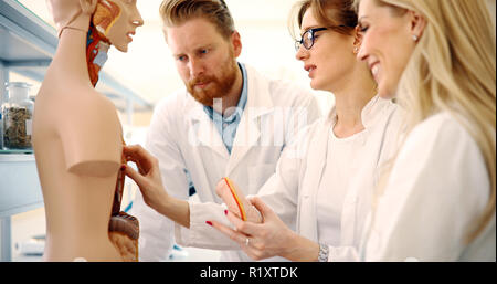 Studenten der Medizin untersuchen anatomische Modell im Klassenzimmer Stockfoto