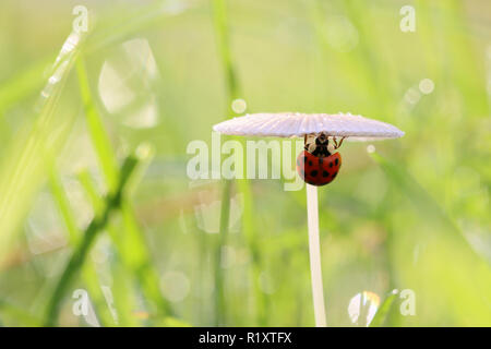 Rote Marienkäfer für einen Spaziergang. Stockfoto