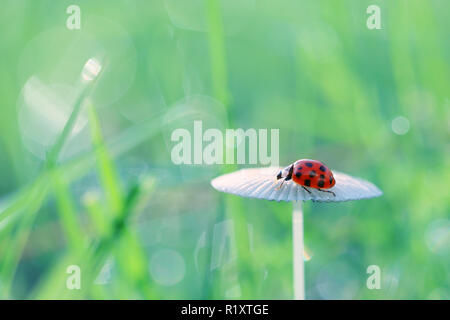 Rote Marienkäfer für einen Spaziergang. Stockfoto