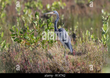 Dreifarbige Heron steht unter dem Gras und Büsche in der Mitte einer Trocknung See Stockfoto