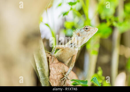 Orientalischer Garten Echse, Eastern Garden Lizard oder veränderbaren Echse auf der Rock gegen grünen Hintergrund in natürlichen Garten Stockfoto
