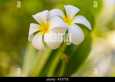 Tropische Blumen und sonnigen verschwommenen Hintergrund. Exotische Blumen in Malediven Insel Stockfoto