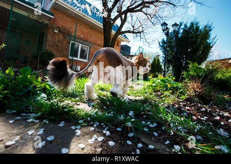 Norwegische Waldkatze Spaziergänge durch den Innenhof des Hauses in den Garten, der mit Blüten von einem blühenden Baum apricot abgedeckt ist. Stockfoto