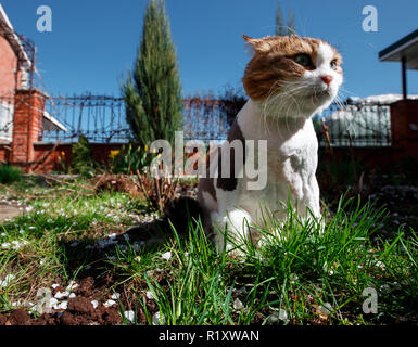 Norwegische Waldkatze Spaziergänge durch den Innenhof des Hauses in den Garten, der mit Blüten von einem blühenden Baum apricot abgedeckt ist. Stockfoto