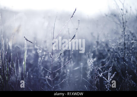 Am frühen Morgen gefrorenem Raureif Pflanze im frühen Herbst morgen. Frosty Pflanzen im Garten, nähert sich Winter. Schönen winter Hintergrund. Stockfoto