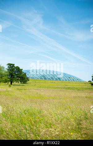 Dome Glas dach der Großen Gewächshaus des Nationalen Botanischen Garten von Wales und wildflower Meadow in Carmarthenshire, Großbritannien Stockfoto