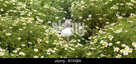 Papageitaucher - pelagische Seabird, Fratercula, auf Flächen, die in der Zucht auf der Insel Skomer, National Nature Reserve, South West Wales Stockfoto