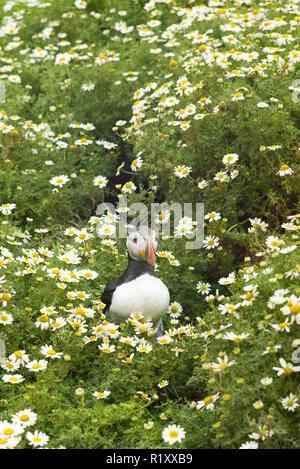 Papageitaucher - pelagische Seabird, Fratercula, auf Flächen, die in der Zucht auf der Insel Skomer, National Nature Reserve, South West Wales Stockfoto