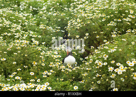 Papageitaucher - pelagische Seabird, Fratercula, auf Flächen, die in der Zucht auf der Insel Skomer, National Nature Reserve, South West Wales Stockfoto