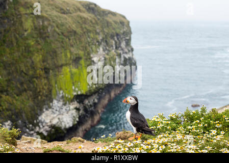 Papageitaucher - pelagische Seabird, Fratercula, landete auf einer Klippe in der Zucht auf der Insel Skomer, National Nature Reserve, Wales Stockfoto