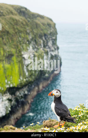 Papageitaucher - pelagische Seabird, Fratercula, landete auf einer Klippe in der Zucht auf der Insel Skomer, National Nature Reserve, Wales Stockfoto