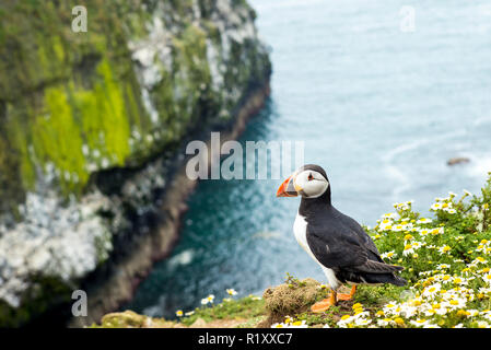 Papageitaucher - pelagische Seabird, Fratercula, landete auf einer Klippe in der Zucht auf der Insel Skomer, National Nature Reserve, Wales Stockfoto