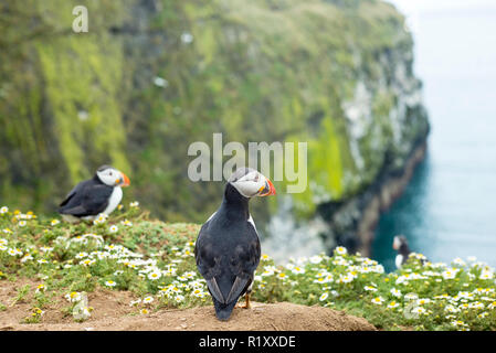 Paar Papageitaucher - pelagische Seabird, Fratercula, auf hohen Felsen in der Brutzeit auf Skomer, National Nature Reserve, South Wales Stockfoto