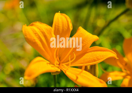 Schöne orange Lilie Blumen im Sommer Garten, Tapeten, Foto Stockfoto
