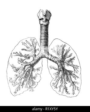 Vintage Abbildung: Anatomie der menschlichen Atemwege: Bronchien, Luftröhre und Lungen Stockfoto