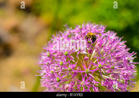 Dekorative blumen Zwiebel, Allium mit blured Hintergrund Stockfoto