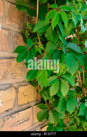 Alten roten Backsteinmauer und wilden Trauben, die nach unten hängen Stockfoto