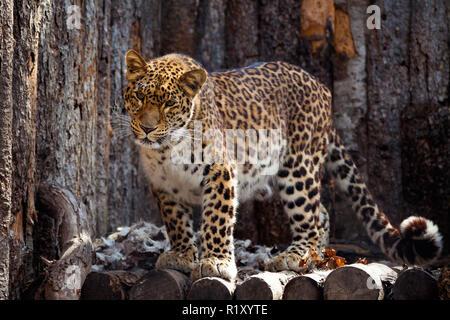 Amur Leopard im Zoo in Chabarowsk Stockfoto