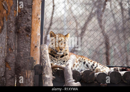 Amur Leopard im Zoo in Chabarowsk Stockfoto