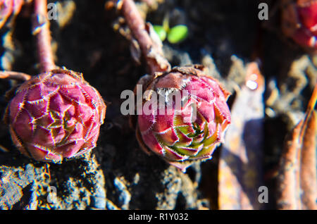 Echeveria Sukkulenten in roten Farben im Garten: Detailansicht Stockfoto