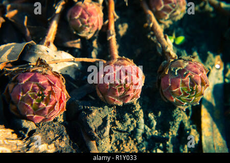 Echeveria Sukkulenten in roten Farben im Garten: Detailansicht Stockfoto