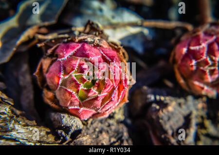 Echeveria Sukkulenten in roten Farben im Garten: Detailansicht Stockfoto