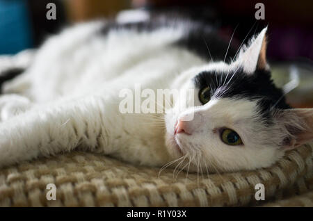 Süße schwarze und weiße Katze, indoor Foto Stockfoto