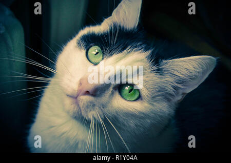 Schwarze und weiße Katze konzentrieren sich auf die Augen Stockfoto