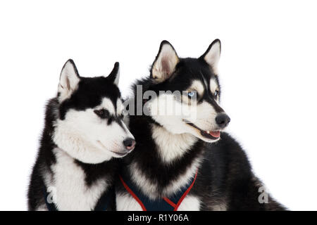 Zwei husky Hunde mit blauen und braunen Augen isoliert auf weißem Stockfoto