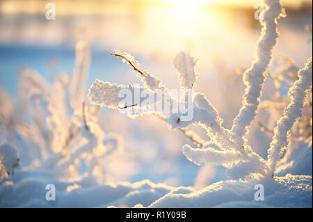 Rosenbusch bedeckt mit frisch gefallenen Schnee Stockfoto