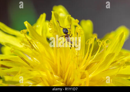 Kleine Rote Ameise in die Blume von einem Löwenzahn Makro Stockfoto
